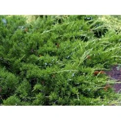 Kinesisk Enebær 'Mint Julep' Juniperus Chinensis 'Mint Julep' Potte 2,0 Liter,- 20-25 Cm. 9 Kinesisk Enebær 'Mint Julep' Juniperus Chinensis 'Mint Julep' Potte 2,0 Liter,- 20-25 Cm. -Sirius Butik mi1363 juniperus chinensis mint julep f0a4