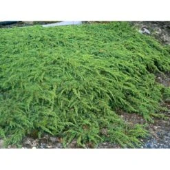 Almindelig Enebær 'Green Carpet' Juniperus Communis 'Green Carpet' Potte 2,0 Liter,- 20-25 Cm. 8 Almindelig Enebær 'Green Carpet' Juniperus Communis 'Green Carpet' Potte 2,0 Liter,- 20-25 Cm. -Sirius Butik mi1368 juniperus communis green carpet 06c5