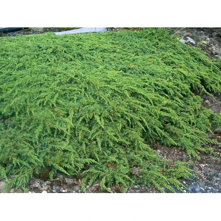 Almindelig Enebær 'Green Carpet' Juniperus Communis 'Green Carpet' Potte 2,0 Liter,- 20-25 Cm. 4 Almindelig Enebær 'Green Carpet' Juniperus Communis 'Green Carpet' Potte 2,0 Liter,- 20-25 Cm. - Billede 4