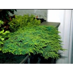 Almindelig Enebær 'Green Carpet' Juniperus Communis 'Green Carpet' Potte 2,0 Liter,- 20-25 Cm. 7 Almindelig Enebær 'Green Carpet' Juniperus Communis 'Green Carpet' Potte 2,0 Liter,- 20-25 Cm. -Sirius Butik mi1368 juniperus communis green carpet 0f34