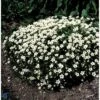 Allemand Stenbræk 'Alba' Saxifraga Arendsii 'Alba' 10 Cm. Potte