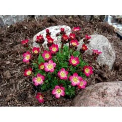 Mos-Stenbræk Saxifraga Arendsii-hybrid 'Peter Pan' 10 Cm. Potte -Sirius Butik mi13737 saxifraga arendsii peter pan 4325