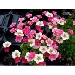 Mos-Stenbræk Saxifraga Arendsii-hybrid 'Peter Pan' 10 Cm. Potte -Sirius Butik mi13737 saxifraga arendsii peter pan 4eea