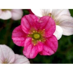 Mos-Stenbræk Saxifraga Arendsii-hybrid 'Peter Pan' 10 Cm. Potte -Sirius Butik mi13737 saxifraga arendsii peter pan 4f92