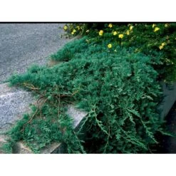 Krybende Enebær 'Wiltonii' Juniperus Horizontalis 'Wiltonii' Potte 3,0 Liter,- 25-30 Cm. -Sirius Butik mi1373 juniperus horiz wiltonii 74c4