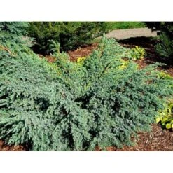 Lavtvoksende Blå Enebær 'Blue Carpet' Juniperus Squamata 'Blue Carpet' Potte 3,0 Liter,- 30-40 Cm. 11 Lavtvoksende Blå Enebær 'Blue Carpet' Juniperus Squamata 'Blue Carpet' Potte 3,0 Liter,- 30-40 Cm. -Sirius Butik mi1374 juniperus squamata blue carpet 5dd2