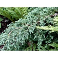 Lavtvoksende Blå Enebær 'Blue Carpet' Juniperus Squamata 'Blue Carpet' Potte 3,0 Liter,- 30-40 Cm. 8 Lavtvoksende Blå Enebær 'Blue Carpet' Juniperus Squamata 'Blue Carpet' Potte 3,0 Liter,- 30-40 Cm. -Sirius Butik mi1374 juniperus squamata blue carpet c102