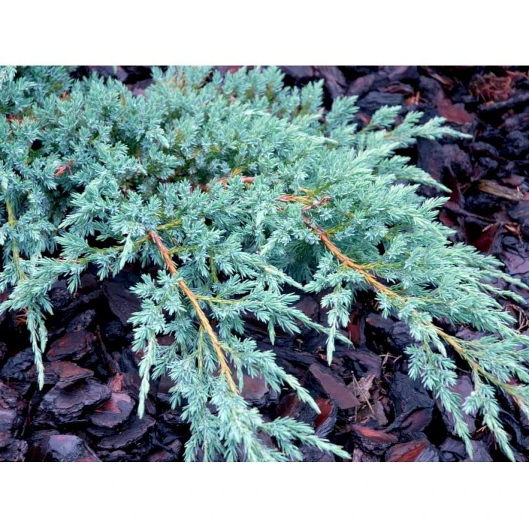 Lavtvoksende Blå Enebær 'Blue Carpet' Juniperus Squamata 'Blue Carpet' Potte 3,0 Liter,- 30-40 Cm. 4 Lavtvoksende Blå Enebær 'Blue Carpet' Juniperus Squamata 'Blue Carpet' Potte 3,0 Liter,- 30-40 Cm. - Billede 4