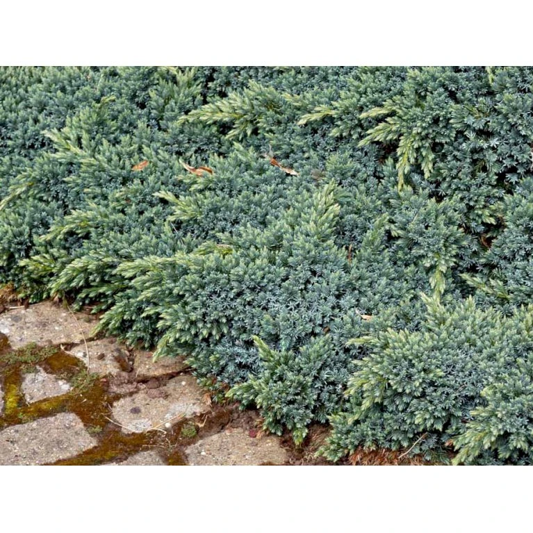 Lavtvoksende Blå Enebær 'Blue Star' Juniperus Squamata 'Blue Star' Potte 5,0 Liter,- 25-30 Cm. 7 Lavtvoksende Blå Enebær 'Blue Star' Juniperus Squamata 'Blue Star' Potte 5,0 Liter,- 25-30 Cm. - Billede 7