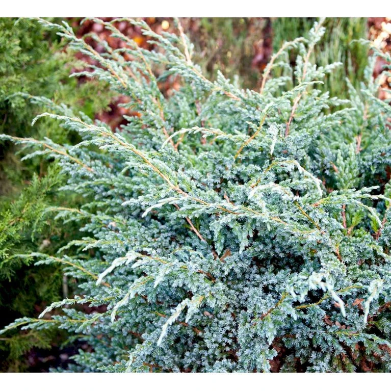 Blå Enebær 'Meyeri' Juniperus Squamata 'Meyeri' Potte 3,0 Liter,- 30-40 Cm. 3 Blå Enebær 'Meyeri' Juniperus Squamata 'Meyeri' Potte 3,0 Liter,- 30-40 Cm. - Billede 3