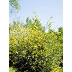 Ranunkelbusk Kerria Japonica 'Pleniflora' 5 Liter Potte -Sirius Butik mi1379 kerria japonica pleniflora 7429