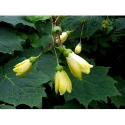 Månestråle Kirengeshoma Palmata Potte 2 Liter. -Sirius Butik mi1380 kirengeshoma palmata 6e04