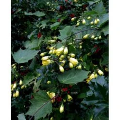 Månestråle Kirengeshoma Palmata Potte 2 Liter. -Sirius Butik mi1380 kirengeshoma palmata 7152