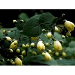 Månestråle Kirengeshoma Palmata Potte 2 Liter. -Sirius Butik mi1380 kirengeshoma palmata dd80