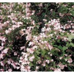 Dronningebusk Kolkwitzia Amabilis 5 Liter Potte -Sirius Butik mi1385 kolkwitzia amabilis e912