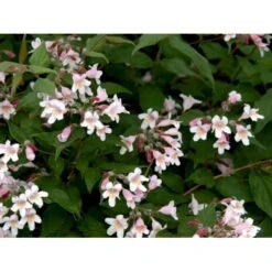 Dronningebusk 'Syvdal' Kolkwitzia Amabilis 'Syvdal' 5 Liter Potte -Sirius Butik mi1386 kolkwitzia amabilis syvdal 4579