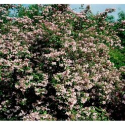 Dronningebusk 'Syvdal' Kolkwitzia Amabilis 'Syvdal' 5 Liter Potte -Sirius Butik mi1386 kolkwitzia amabilis syvdal e3ce