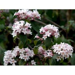 Dronningebusk 'Pink Cloud' Kolkwitzia Amabilis 'Pink Cloud' Potte 7,5 Liter 80-100 Cm. -Sirius Butik mi1389 kolkwitzia amabilis pink cloud f2be