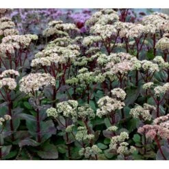 Sankthansurt 'Matrona' Sedum Telephium 'Matrona' 1 Liter Potte -Sirius Butik mi13916 sedum matrona 3937