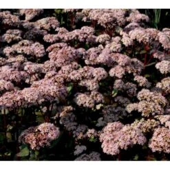 Sankthansurt 'Matrona' Sedum Telephium 'Matrona' 1 Liter Potte -Sirius Butik mi13916 sedum matrona 45c2