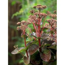 Sankthansurt 'Matrona' Sedum Telephium 'Matrona' 1 Liter Potte -Sirius Butik mi13916 sedum matrona 5608