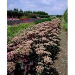 Sankthansurt 'Matrona' Sedum Telephium 'Matrona' 1 Liter Potte -Sirius Butik mi13916 sedum matrona 7e0b