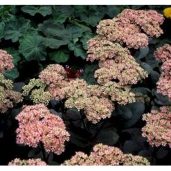 Sankthansurt 'Matrona' Sedum Telephium 'Matrona' 1 Liter Potte -Sirius Butik mi13916 sedum matrona a892