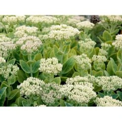 Kinesisk Sankthansurt Sedum Spectabilie 'Star Dust' 1 Liter Potte -Sirius Butik mi13936 sedum spectabile star dust 5d6c
