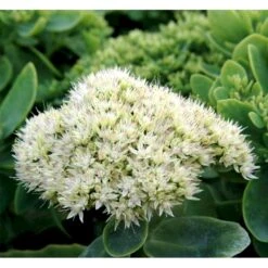 Kinesisk Sankthansurt Sedum Spectabilie 'Star Dust' 1 Liter Potte -Sirius Butik mi13936 sedum spectabile star dust 78ca