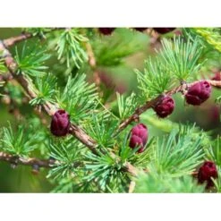 Japansk Lærk Larix Kaempferi Potte 7,5 Liter 175-200 Cm. -Sirius Butik mi1396 larix kaempferi 17d9