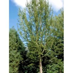 Japansk Lærk Larix Kaempferi Potte 7,5 Liter 175-200 Cm. -Sirius Butik mi1396 larix kaempferi 80cd