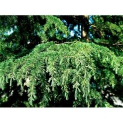 Japansk Lærk Larix Kaempferi Potte 7,5 Liter 175-200 Cm. -Sirius Butik mi1396 larix kaempferi dd26