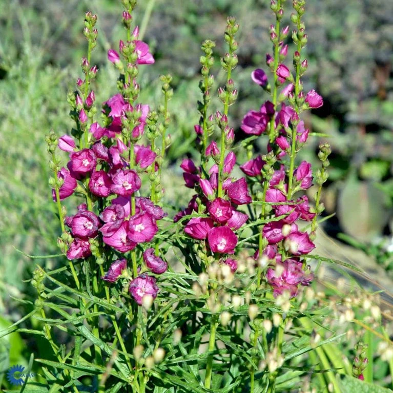 Silkekatost 'Brilliant' Sidalcea Oregana 'Brilliant' 1 Liter Potte 1 Silkekatost 'Brilliant' Sidalcea Oregana 'Brilliant' 1 Liter Potte