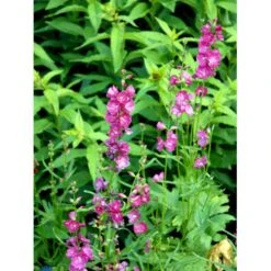 Silkekatost 'Brilliant' Sidalcea Oregana 'Brilliant' 1 Liter Potte 5 Silkekatost 'Brilliant' Sidalcea Oregana 'Brilliant' 1 Liter Potte -Sirius Butik mi14006 sidalcea brilliant f730