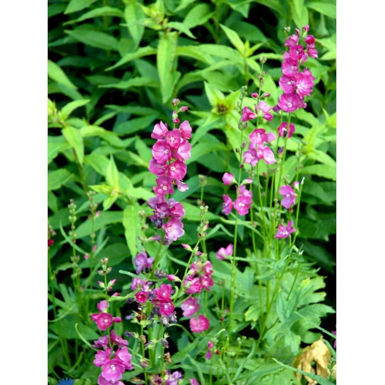 Silkekatost 'Brilliant' Sidalcea Oregana 'Brilliant' 1 Liter Potte 3 Silkekatost 'Brilliant' Sidalcea Oregana 'Brilliant' 1 Liter Potte - Billede 3