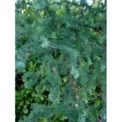 Japansk Lærk 'Diana' Larix Kaempferi 'Diana' Opstammet 90 Cm. 7,5 Liter Potte -Sirius Butik mi1406 larix kaempferi diana b8d9
