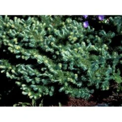 Japansk Lærk Larix Kaempferi Potte 7,5 Liter 175-200 Cm. -Sirius Butik mi1407 larix kaempferi blue dwarf e599