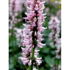 Betonie Stachys Monnieri 'Hummelo' 1 Liter Potte -Sirius Butik mi14090 stachys monnieri 7d22