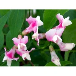 Vår-Fladbælg Lathyrus Vernus 'Rosenelfe' 1 Liter Potte -Sirius Butik mi1410 lathyrus vernus rosenelfe 0d9a
