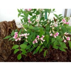 Vår-Fladbælg Lathyrus Vernus 'Rosenelfe' 1 Liter Potte -Sirius Butik mi1410 lathyrus vernus rosenelfe 856d
