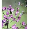 Dobbelt Violfrøstjerne Thalictrum Delavayi 'Hewitts Double' 2 Liter Potte
