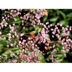 Dobbelt Violfrøstjerne Thalictrum Delavayi 'Hewitts Double' 2 Liter Potte -Sirius Butik mi14136 thalictrum delavayi hewitts double f7a3