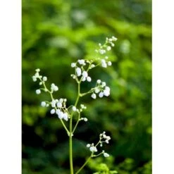 Stor Violfrøstjerne Thalictrum Splendide 'White' 1 Liter Potte -Sirius Butik mi14147 thalictrum splendide white 62f7