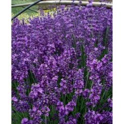 Lavendel 'Hidcote Blue' Lavandula Angustifolia 'Hidcote Blue' Med Potte, Kompakte, 10 Cm. Potte -Sirius Butik mi1414 lavandula angustifolia hidcote blue 0bfc