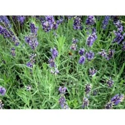 Lavendel 'Hidcote Blue' Lavandula Angustifolia 'Hidcote Blue' Med Potte, Kompakte, 10 Cm. Potte -Sirius Butik mi1414 lavandula angustifolia hidcote blue 9920