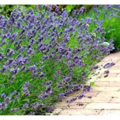 Lavendel 'Hidcote Blue' Lavandula Angustifolia 'Hidcote Blue' Med Potte, Kompakte, 10 Cm. Potte -Sirius Butik mi1414 lavandula angustifolia hidcote blue d3aa