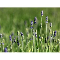 Lavendel 'Hidcote Blue' Lavandula Angustifolia 'Hidcote Blue' Med Potte, Kompakte, 10 Cm. Potte -Sirius Butik mi1414 lavandula angustifolia hidcote blue d423