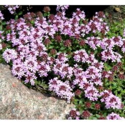 Lodden Timian Thymus Praecox Var. Pseudolanuginosus 10 Cm. Potte -Sirius Butik mi14163 thymus pra var pseudolanuginosus 78cf