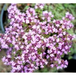 Lodden Timian Thymus Praecox Var. Pseudolanuginosus 10 Cm. Potte -Sirius Butik mi14163 thymus pra var pseudolanuginosus a94a