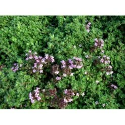 Lodden Timian Thymus Praecox Var. Pseudolanuginosus 10 Cm. Potte -Sirius Butik mi14163 thymus pra var pseudolanuginosus be51